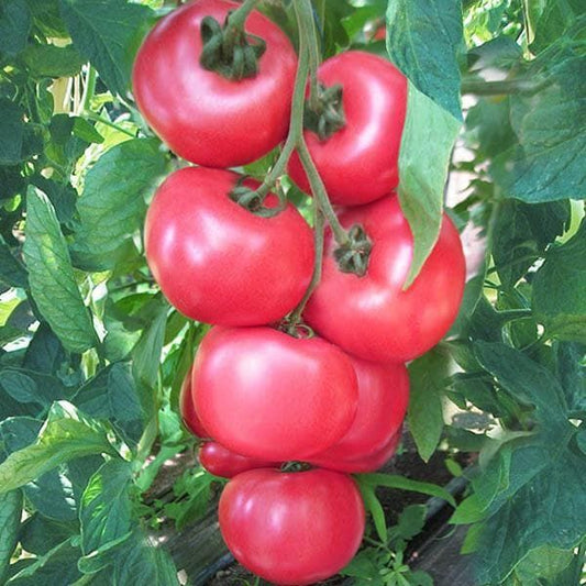 Tomato Honeymoon F1 Hybrid Seeds