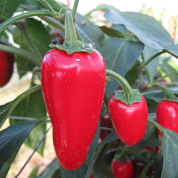 Pepper (Chilli) Gourmet Jalapeno Seeds