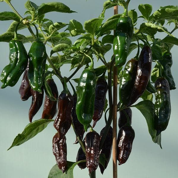 Pepper (Chilli) Machu Pichu Seeds