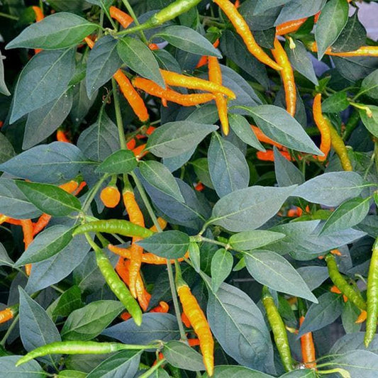 Pepper (Chilli) Orange Tyger Seeds