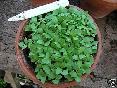 Basil Lemon Seeds