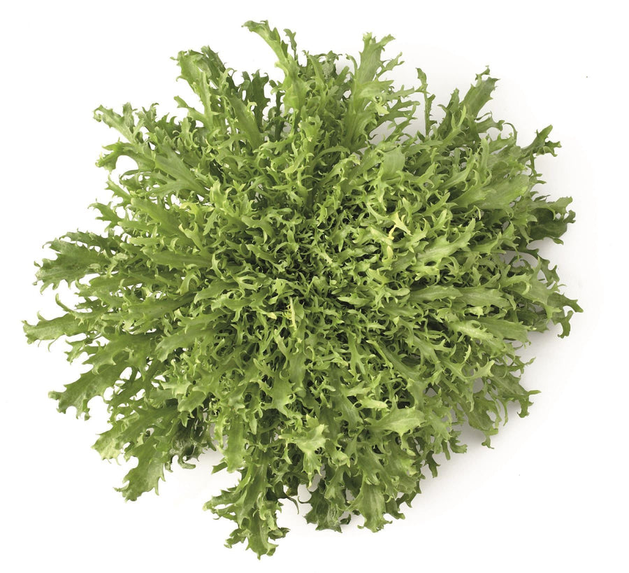 RZ Endive Seed