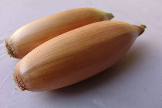 Onion Tosca Seeds