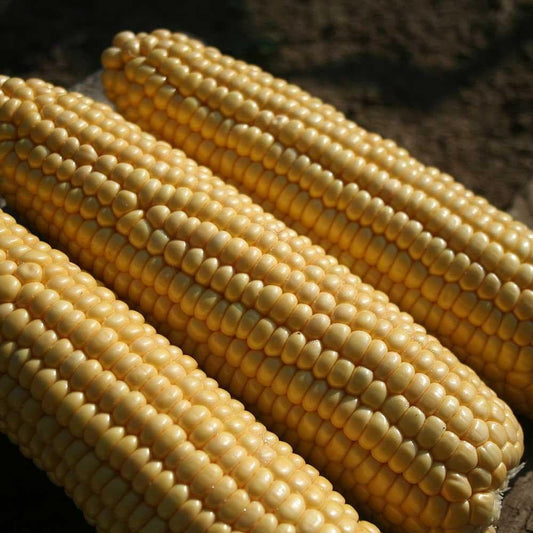 Sweet Corn Conqueror F1 Hybrid Seeds