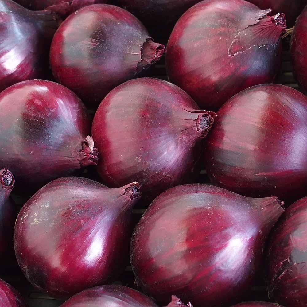 Onion Magnate F1 Hybrid Seeds