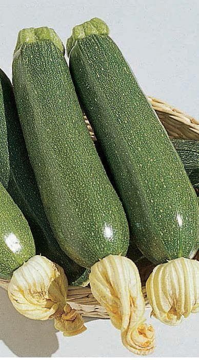Courgette Defender F1 Seeds