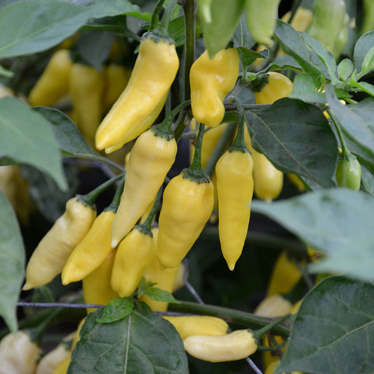 Pepper (Chilli) Chinese Wraith Seeds
