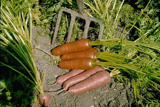 Organic Carrot Flyaway Seeds