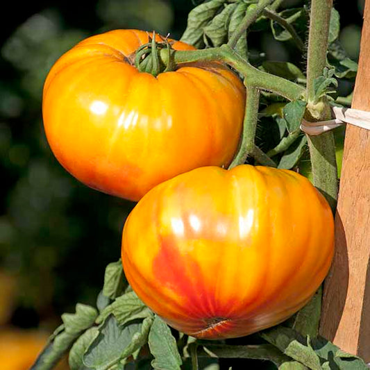 Tomato Buffalosun F1 Hybrid Seeds