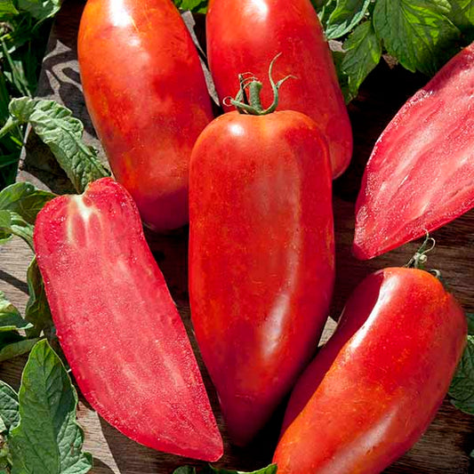 Tomato Bellandine F1 Hybrid Seeds