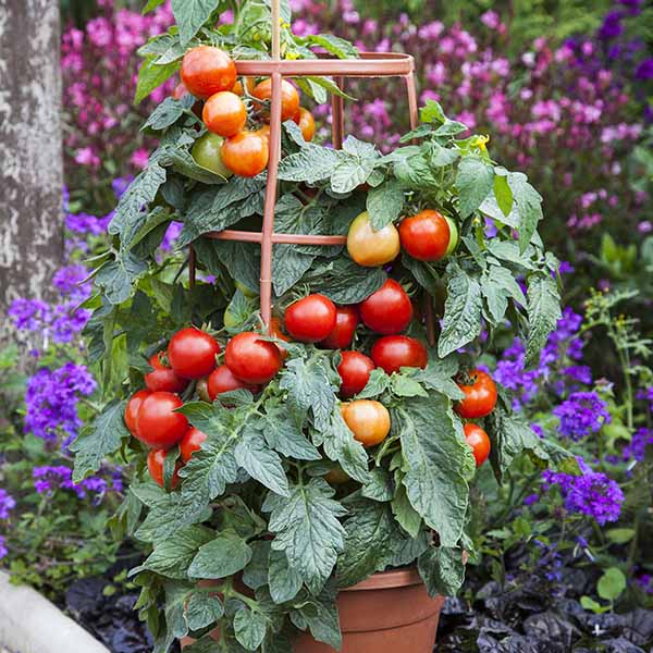 Tomato Summerlast F1 Hybrid Seeds