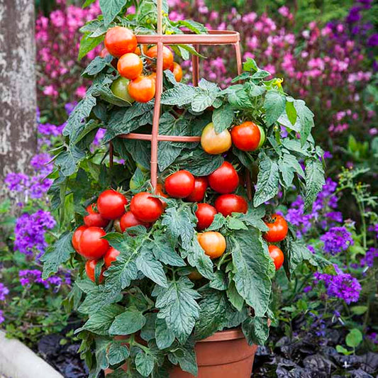 Tomato Summerlast F1 Hybrid Seeds