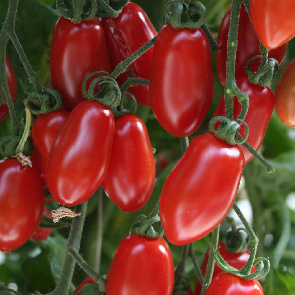 Tomato Floridity F1 Hybrid Seeds