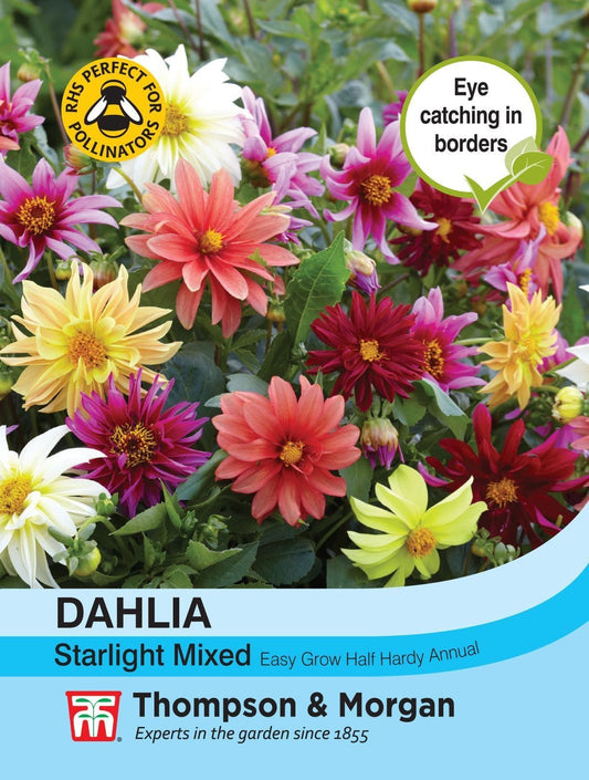 Thompson & Morgan - Flower - Dahlia - Starlight Mixed - 25 Seeds