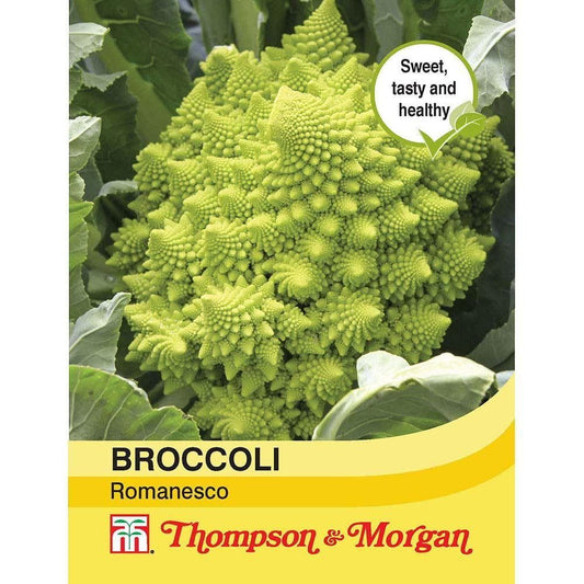 Thompson & Morgan Broccoli Romanesco 275 Seed