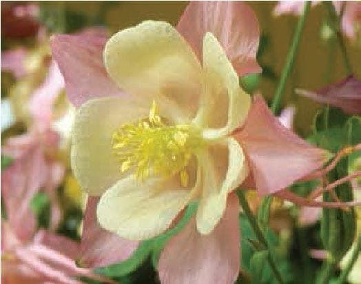 Aquilegia Swan F1 Hybrid Pink and Yellow Seeds