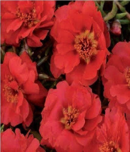 Portulaca Happy Trails Deep Red Seeds