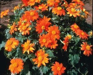 Mexican Sunflower -Tithonia Fiesta Seeds