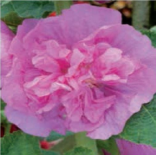 Hollyhock Chater Rose Pink Seeds