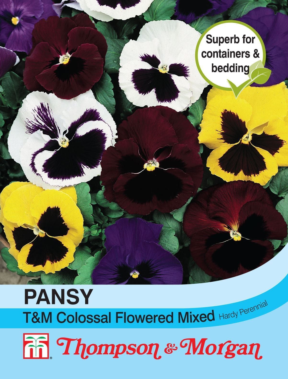 Thompson & Morgan Pansy T&M Colossal ed Mixed 130 Seed