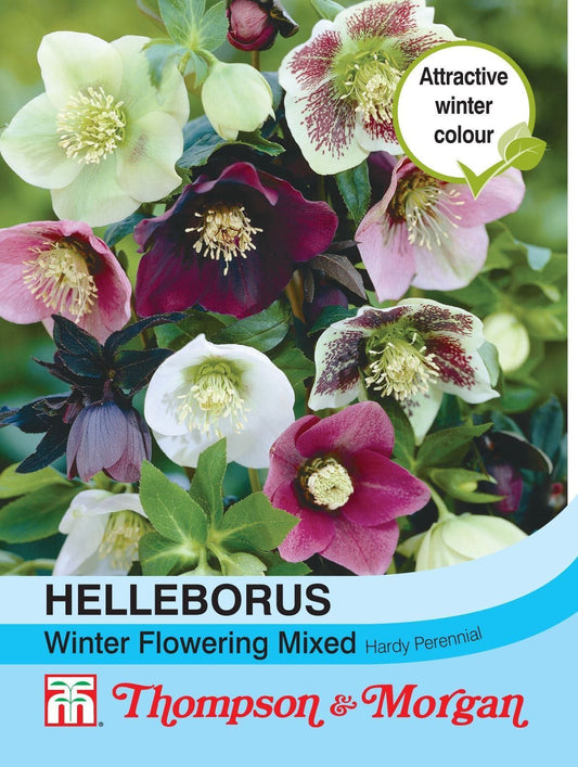 Thompson & Morgan Helleborus Winter Flowering Mixed 15 Seed