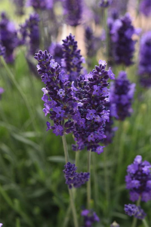 Lavender Blue Spear Seeds