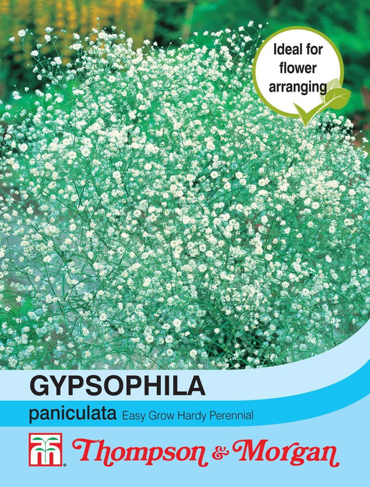 Thompson & Morgan Gypsophila paniculata 600 Seed