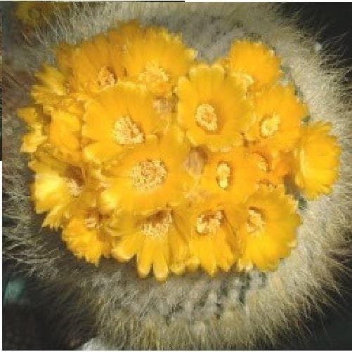 Cactus Parodia Chrysacanthion Seeds