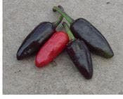 Pepper (Chilli) Black Pequin Seeds