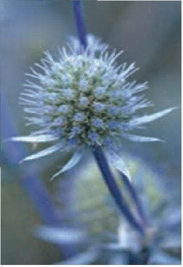 Eryngium Planum Blue Glitter Seeds