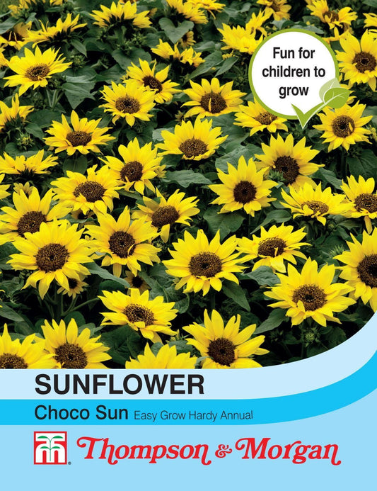 Thompson & Morgan Sunflower Annuus Choco Sun 10 Seed
