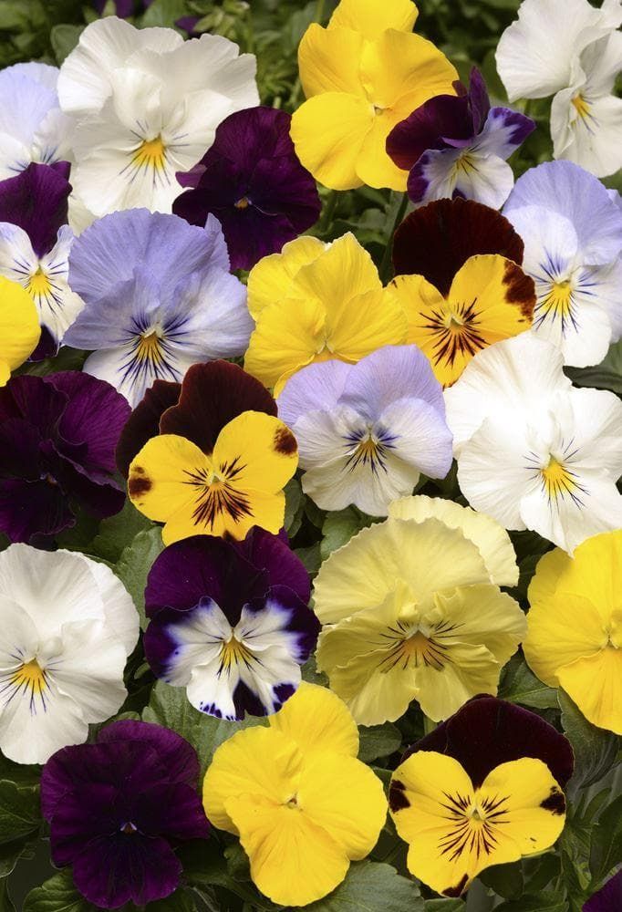 Pansy Cool Wave Mixed F1 Hybrid Seeds