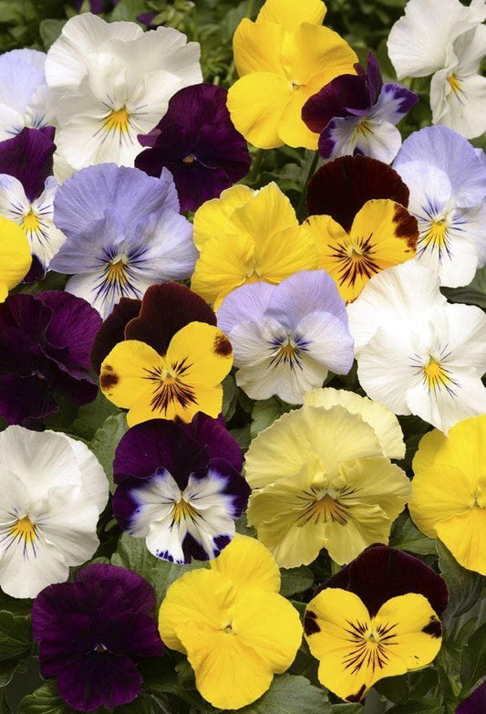 Pansy Cool Wave Mixed F1 Seeds