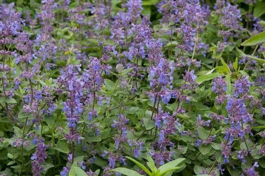Grey Catmint - Nepeta Mussinii Seeds