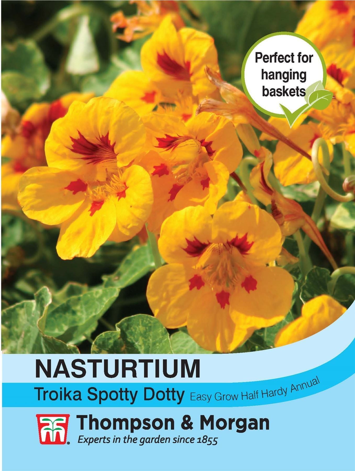 Thompson & Morgan Nasturtium Troika Spotty Dotty 20 Seed