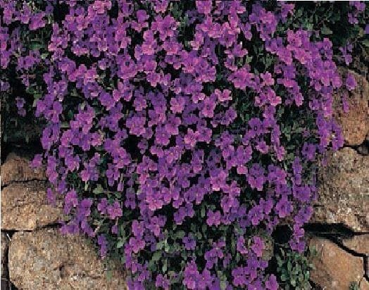 Aubrieta Deltoidea Royal Violet Seeds