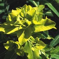 Euphorbia Schillingii Seeds