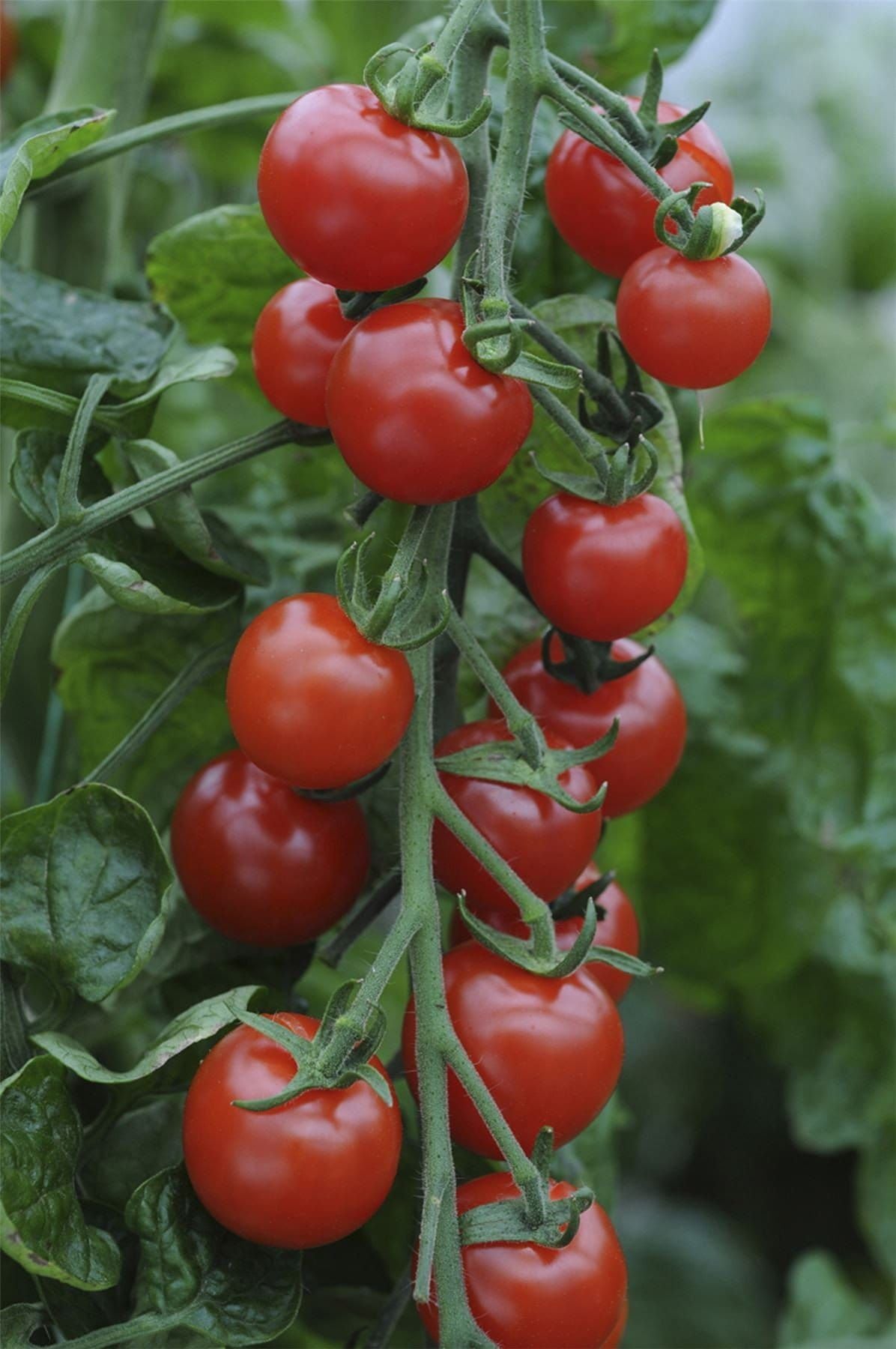 Tomato Supersweet 100 F1 Hybrid Seeds