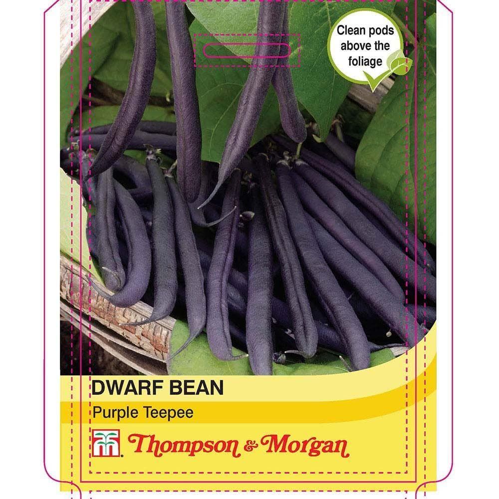 Thompson & Morgan Dwarf Bean Purple Teepee 50 Seed