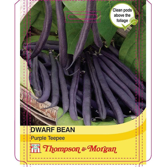 Thompson & Morgan Dwarf Bean Purple Teepee 50 Seed