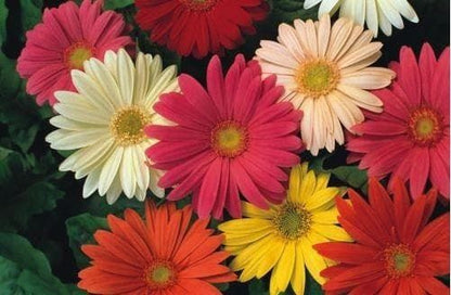 Gerbera Jamesonii Hybrids Seeds