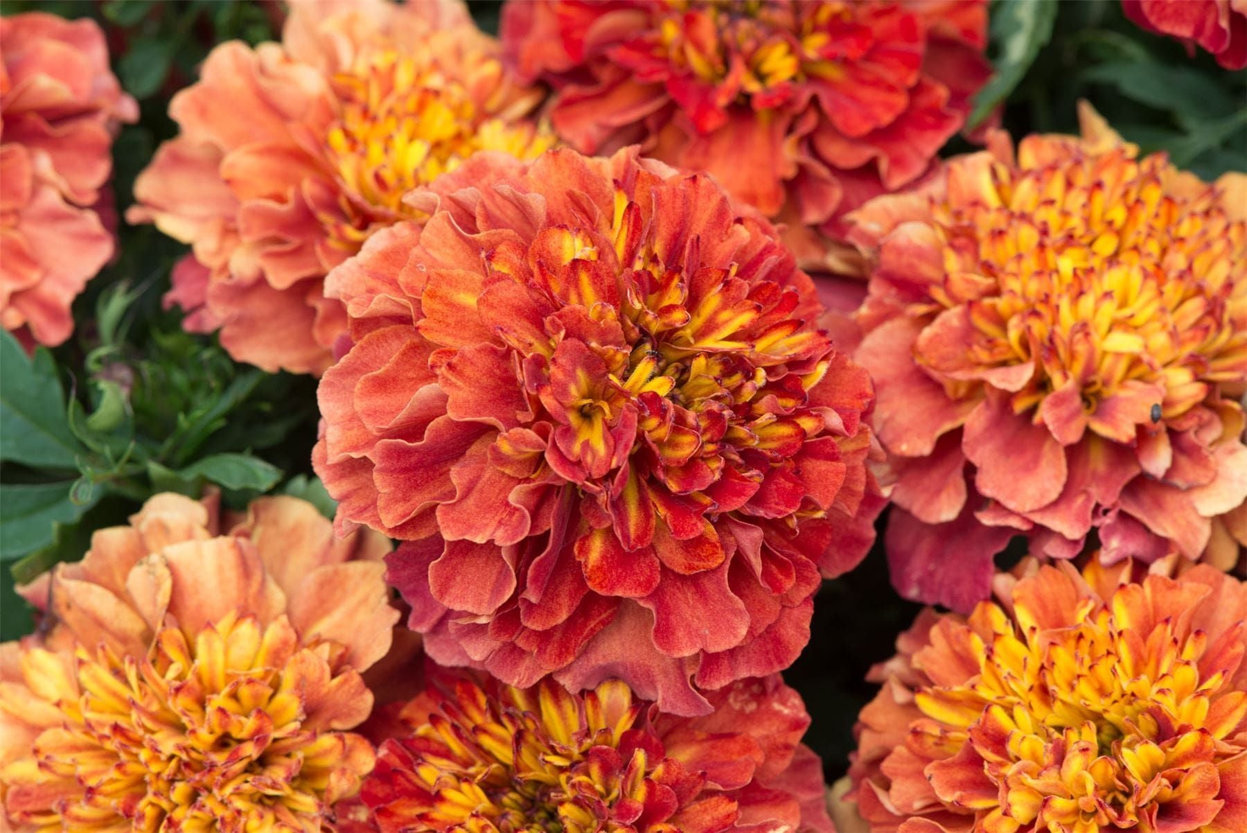 pink french marigold seeds French Marigold Strawberry Blonde Seeds – JustSeed