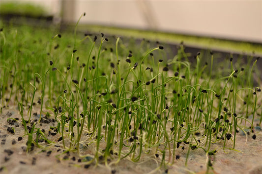 Microgreens Baby Leaves Garlic chives Seeds