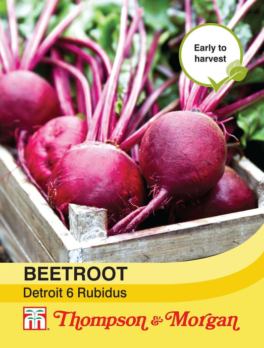 Thompson & Morgan Beetroot Detroit  Rubidus 200 Seed