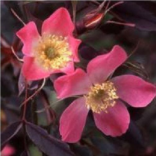 Rosa glauca Seeds