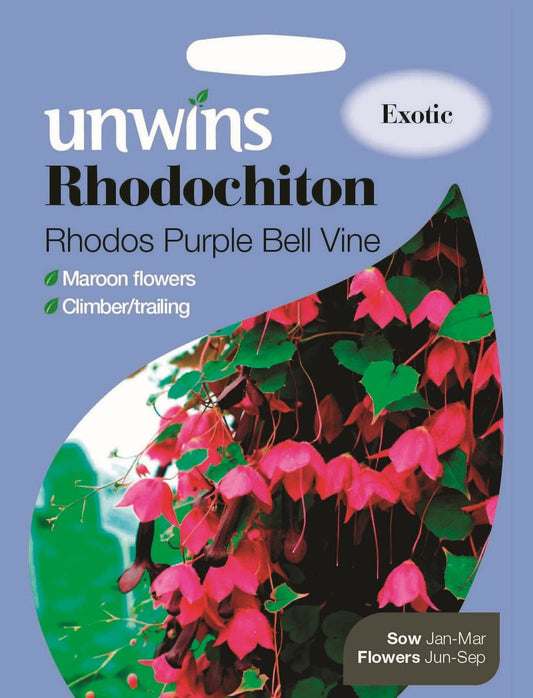 Unwins Rhodochiton Rhodos Purple Bell Vine 6 Seeds