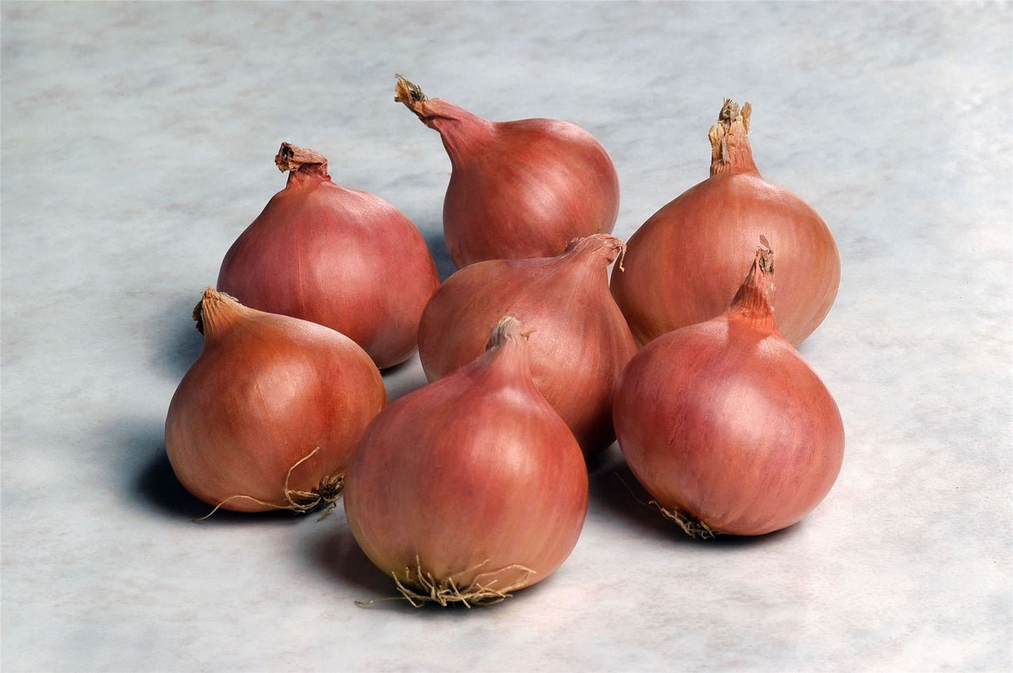 Shallot Matador F1 Hybrid Seeds