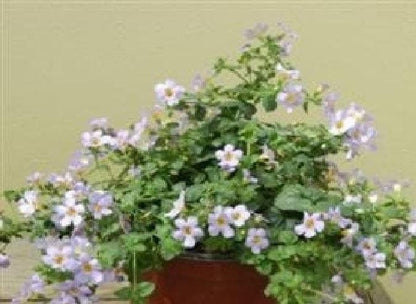 Bacopa Blutopia Seeds - Sutera cordata
