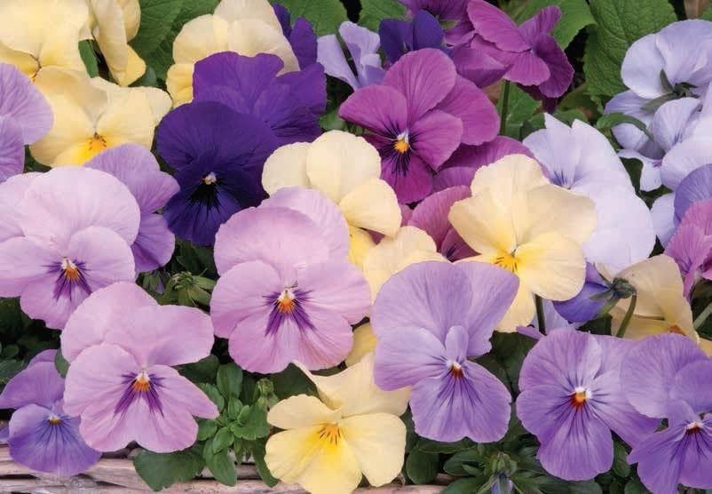 Pansy Panola Silhouette Mixed F1 Hybrid Seeds