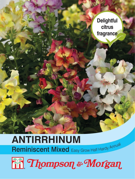Thompson & Morgan Antirrhinum Reminiscent Mixed F1 Hybrid 50 Seed